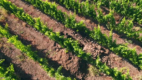Rotating-shot-of-a-calicata-with-young-round-soil-in-a-vineyard-in-Maipo-valley