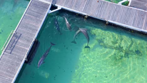 Marine-enclosure-keeping-dolphins-captive-as-a-tourist-attraction,-Caribbean