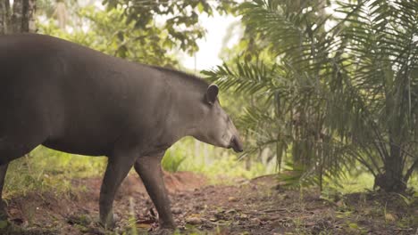 Tapir-Sudamericano-Caminando-En-La-Selva-Amazónica-Tropical