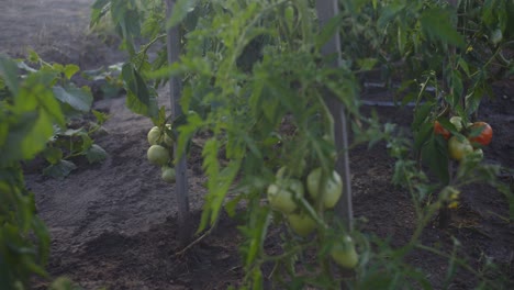 Tomates-Verdes-Que-Crecen-En-Una-Sartén-De-Jardín-Ecológico-Natural