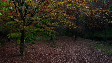 Herbstwald.-Schöner-Naturhintergrund