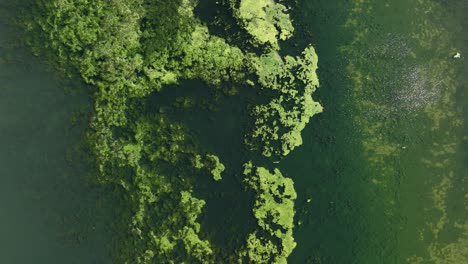 Planta-De-Algas-Verdosas-Que-Crece-Bajo-El-Agua-Lago-Drone-Aéreo-Volar-Por-Encima-De-Haringvliet-Holandés