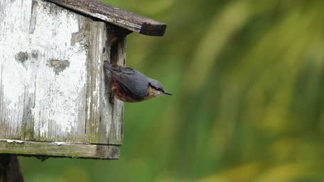 Nuthatch-looking-around-standing-on-the-side-of-a-bird-nest-box