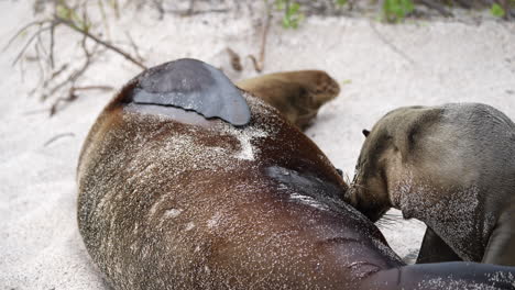 Junger-Seelöwe-Stillt-Von-Seiner-Mutter-Am-Strand-Von-Playa-Punta-Auf-Der-Insel-San-Cristobal-Auf-Den-Galapagosinseln