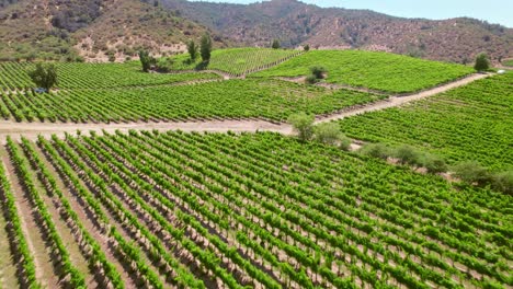 Aerial-shot-overhead-rows-of-vines-in-a-vineyard-in-Cachapoal-Valley,-Chile