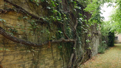 Vines-and-trees-growing-on-the-outer-wall-of-a-walled-garden