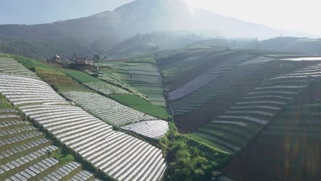 Aerial-view-of-many-plantation-fields-located-on-slope-of-Mountain-during-sunny-day-with-mystic-fog-in-the-air