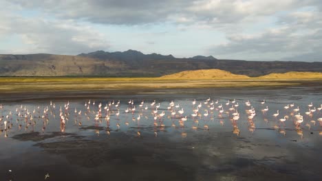 An-amazing-aerial-drone-shot-view-of-a-group-of-pink-flamingos-walking-at-the-stunning-Lake-Natron-in-Tanzania,-North-Africa,-during-sunrise-hours