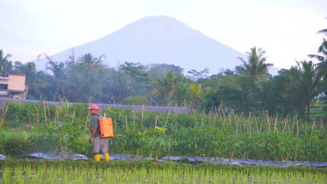 Toma-Estática-De-Un-Agricultor-Asiático-Que-Trabaja-En-El-Campo-De-La-Plantación-De-Chile-Y-Rocía-Pesticidas-En-Indonesia-Con-Vista-A-La-Montaña-En-El-Fondo
