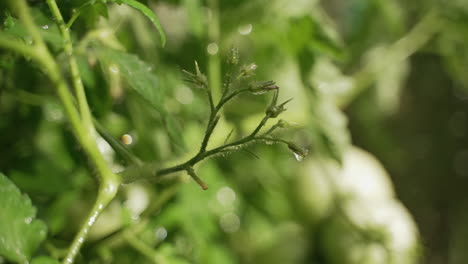 Water-drops-off-the-stems-of-a-tomato-plant-after-either-rainfall-or-watering