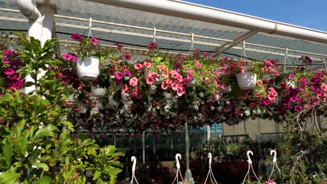 Flores-Y-Plantas-En-Una-Gran-Tienda-De-Jardinería-4k