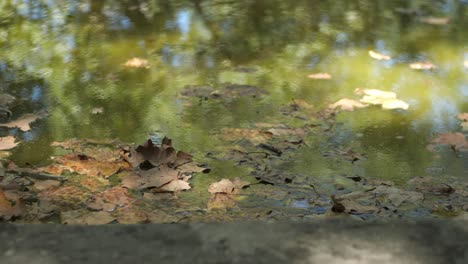 Close-Up-Of-Autumn-Leaves-Fallen-On-Water-Surface-With-Reflection-Of-Trees-In-The-Forest