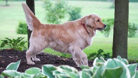 Dog-standing-in-mulching-and-barking