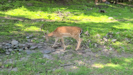 beautiful-juvenile-common-Fallow-deer,-Dama-dama,-walking-through-the-woods-with-its-herd
