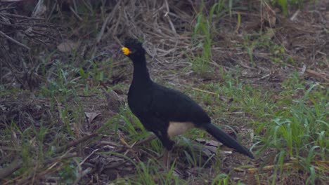Male-adult-Bare-faced-Curassow-calls-out,-long-shot-in-slow-motion