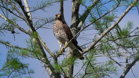 Hawk-perched-in-tree-looking-intently-around-the-environment
