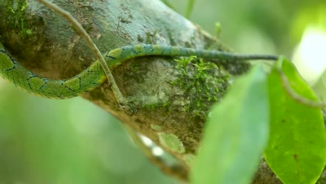 Víbora-Verde-De-Sri-Lanka-Craspedocephalus-Trigonocephalus-Víbora-Verde-De-Ceilán-Serpiente-Mascota-Endémica