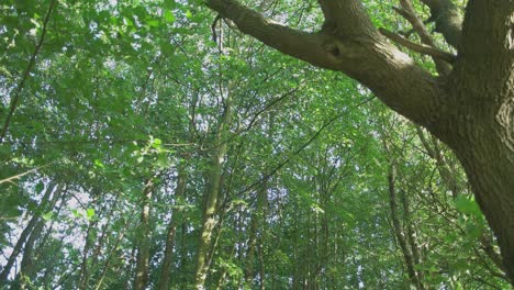 Grüner-Wald-Im-Sommer-Mit-Sonnenlicht,-Das-Durch-Die-Bäume-Scheint