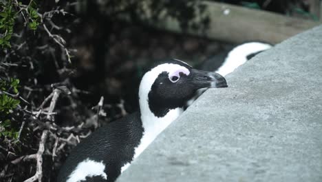 Pingüino-Africano-Puso-Su-Pico-En-La-Roca-En-La-Playa-De-Boulders-En-Ciudad-Del-Cabo,-Sudáfrica
