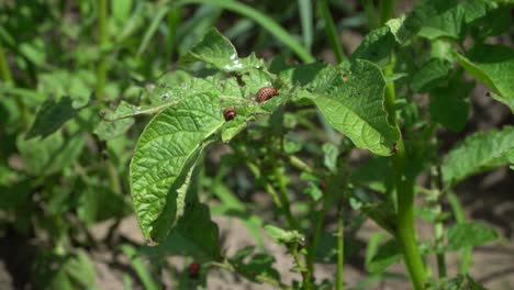 Colorado-potato-beetle-females-are-very-prolific-and-are-capable-of-laying-over-500-eggs-in-a-4--to-5-week-period