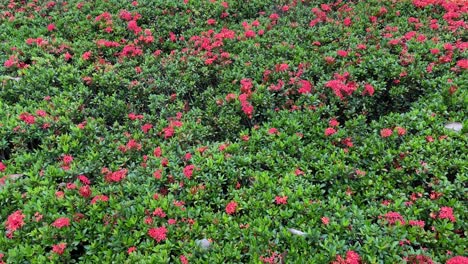 Red-flowers-against-green-leaves
