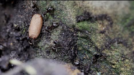 Schwarze-Ameisen-Tragen-Eine-Große-Puppe,-Um-Sie-Zu-Schützen,-Nachdem-Das-Nest-Gestört-Wurde
