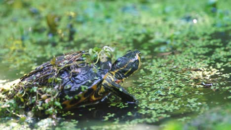 Yellow-belly-slider-turtle-dipping-its-head-in-water