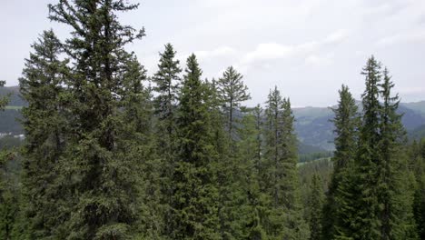 Luftdrohnenaufnahmen-Einer-Alten-Waldlandschaft-In-Der-Schweiz-Im-Sommer