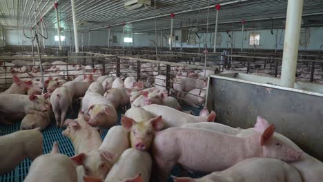 View-inside-factory-pig-farm