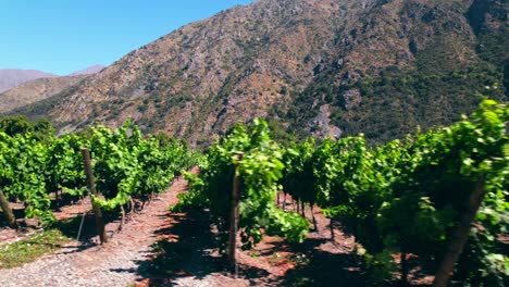 Revealing-shot-of-the-rows-of-vines-in-a-vineyard-in-the-inner-mountains-of-Maipo-Valley
