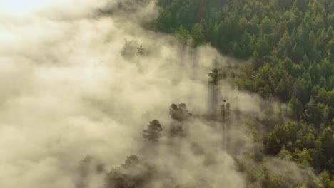 Nubes-Bajas-Mezcladas-Con-Bosques-Siempreverdes-En-Un-Día-Soleado