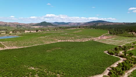 Aerial-shot-overhead-the-large-vineyards-in-the-Maule-Valley-in-Chile