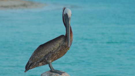 Lockdown-Aufnahme-Eines-Pelikans,-Während-Er-Auf-Dem-Pier-Sitzt-Und-Vögel-Putzt