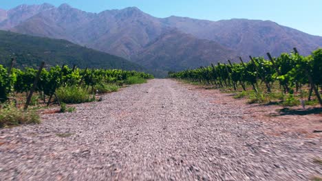 dolly-shot-along-a-gravel-path-with-vineyards-between-the-Maipo-Canyon-in-Chile