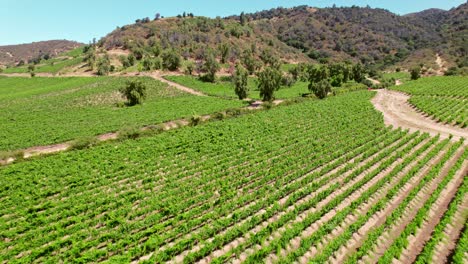 Slow-aerial-dolly-shot-above-rows-of-vines-in-a-vineyard-in-Cachapoal-Valley,-Chile