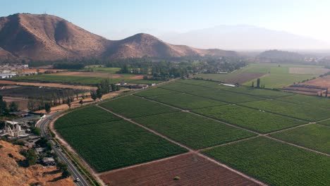 Aerial-shot-of-healthy-segregated-vineyards-in-Maipo-Valley,-Chile-during-summer
