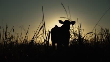 Sunrise-golden-hour-silhouette-of-a-cow-grazing-in-a-field-medium-wide-shot-panning-up