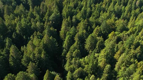 Aerial-view-soaring-over-a-sea-of-evergreen-trees-in-Northern-California