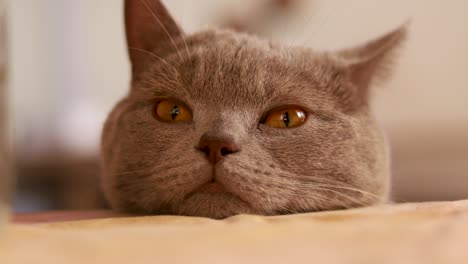 Close-up-shot-of-the-head-of-a-British-shorthair-cat-resting-on-a-table