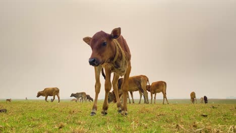 Close-up-of-a-calf-getting-up-amidst-an-Asian-prairie-herd-of-cows,-showcasing-the-natural-beauty-and-behavior-of-grazing-animals