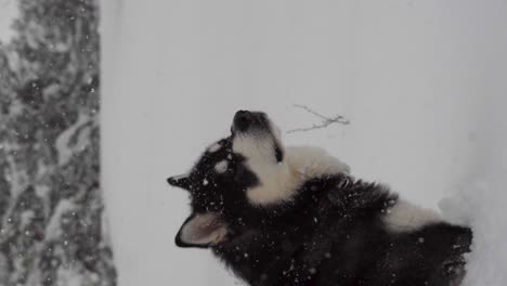 Vertikaler-Kopfschuss-Eines-Entzückenden-Alaskan-Malamute-Während-Eines-Schneesturms