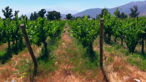 Slow-aerial-dolly-looking-down-the-rows-of-vines-in-Maipo-Valley,-Pirque