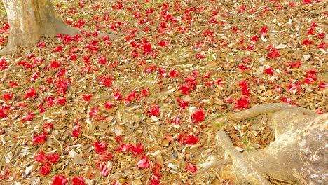 Panning-shot-of-a-soil-covered-ground-with-fallen-red-flowers-contrasting-beautifully,-revealing-the-true-beauty-of-nature