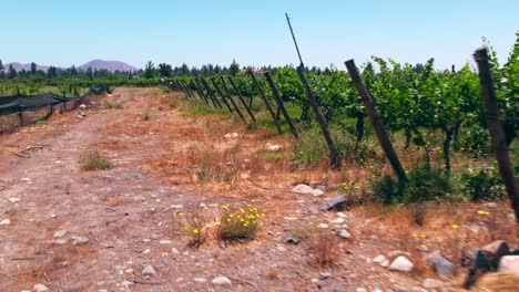 low-dolly-of-young-vines-growing-in-the-very-dry-Maipo-Valley,-Pirque