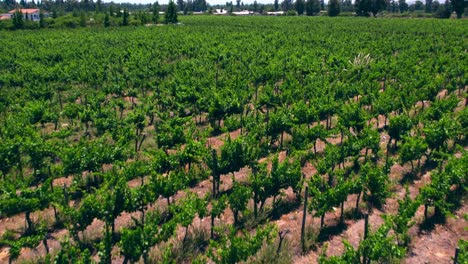 Rising-shot-of-vineyards-growing-in-the-Maipo-Valley,-Pirque-during-a-drought