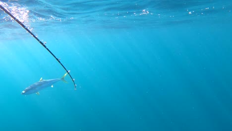 Unterwasseransicht-Von-Rutenkämpfen-Mit-Gelbschwanzfischen,-Offenes-Meer-Mit-Lichtstrahlen