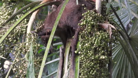 Close-up-static-shot-of-a-brown-fury-wild-Animal-grabbing-and-eating-food-on-a-tree,-the-Coati-has-difficulties-to-reach-it