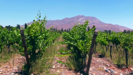 Low-dolly-shot-of-young-vines-in-a-very-dry-vineyard-in-Maipo-Valley,-Pirque