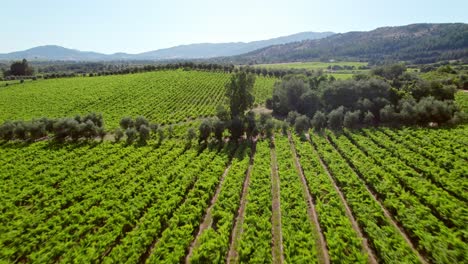 Low-aerial-dolly-shot-above-rows-of-vines-in-a-vineyard-in-Maule-Valley,-Chile