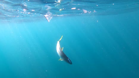 Light-rays-bounce-across-yellowtail-fish-that-fights-against-angler-reeling-it-in